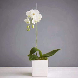 Meet your Posher, Monica